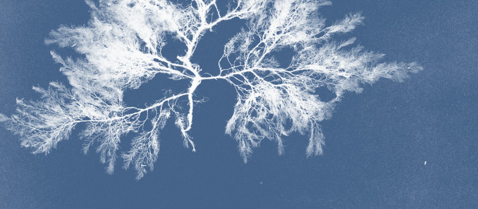 Cyanotype of Callithamnion arbuscula, from Anna Atkins's Photographs of British Algae: Cyanotype Impressions