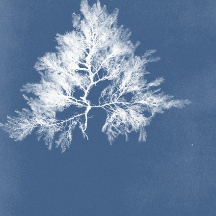Cyanotype of Callithamnion arbuscula, from Anna Atkins's Photographs of British Algae: Cyanotype Impressions