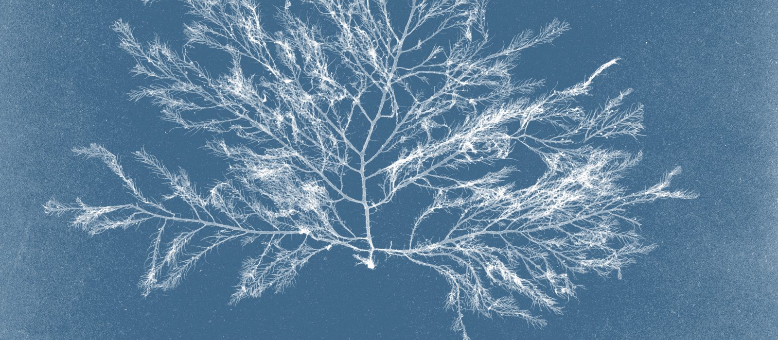 Cyanotype of Bonnemaisonia asparagoides, from Anna Atkins's Photographs of British Algae: Cyanotype Impressions