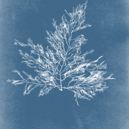 Cyanotype of Bonnemaisonia asparagoides, from Anna Atkins's Photographs of British Algae: Cyanotype Impressions
