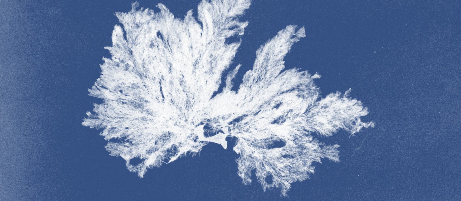 Cyanotype of Callithamnion hookeri, from Anna Atkins's Photographs of British Algae: Cyanotype Impressions