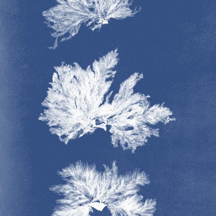 Cyanotype of Callithamnion hookeri, from Anna Atkins's Photographs of British Algae: Cyanotype Impressions