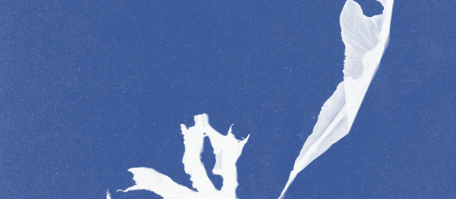 Cyanotype of Alaria esculenta, from Anna Atkins's Photographs of British Algae: Cyanotype Impressions