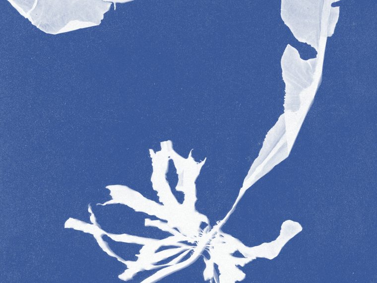 Cyanotype of Alaria esculenta, from Anna Atkins's Photographs of British Algae: Cyanotype Impressions