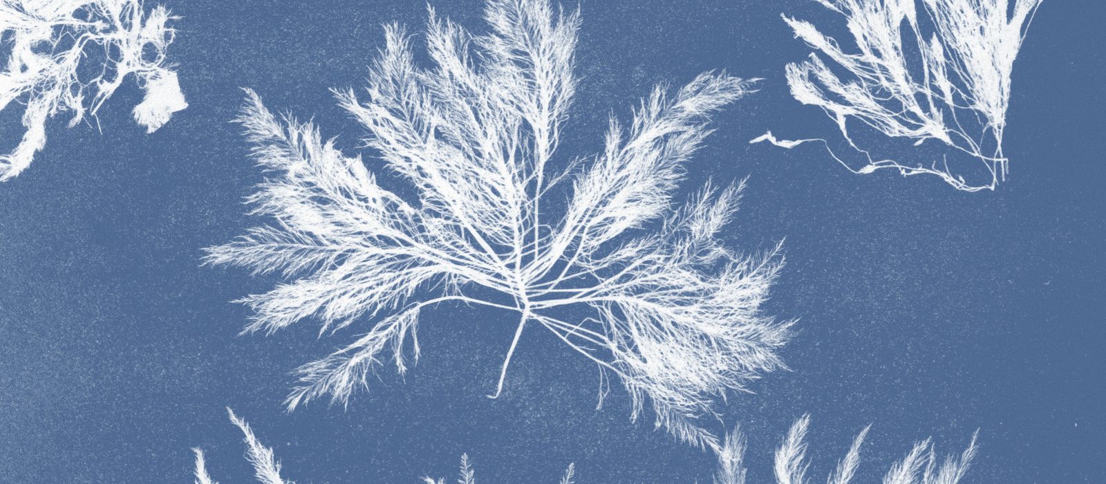 Cyanotype of Bryopsis plumosa, from Anna Atkins's Photographs of British Algae: Cyanotype Impressions