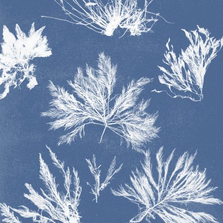 Cyanotype of Bryopsis plumosa, from Anna Atkins's Photographs of British Algae: Cyanotype Impressions