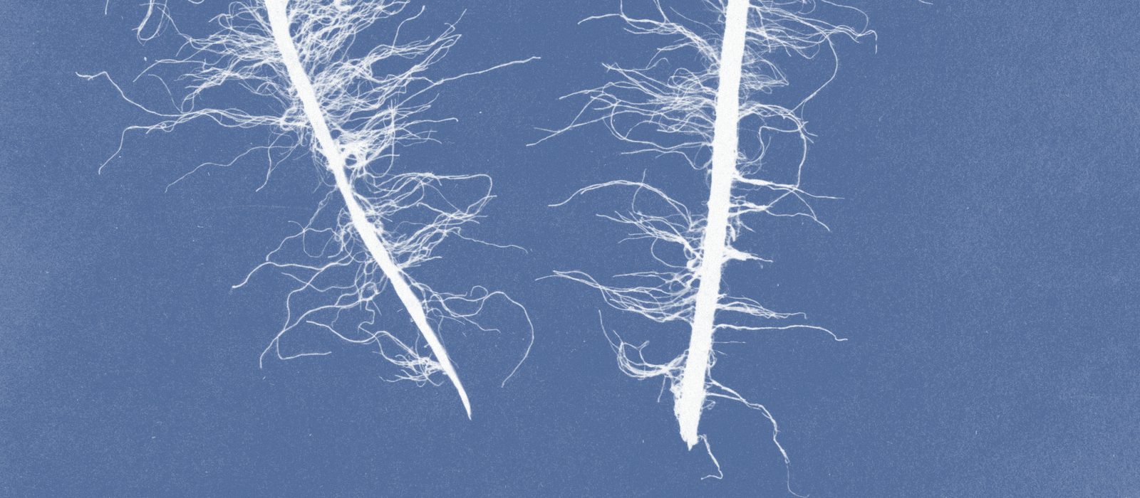 Cyanotype of Asperococcus pusillus, from Anna Atkins's Photographs of British Algae: Cyanotype Impressions